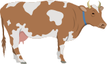 Cow