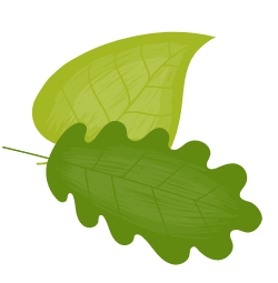 Leaves