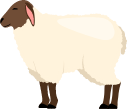 Sheep